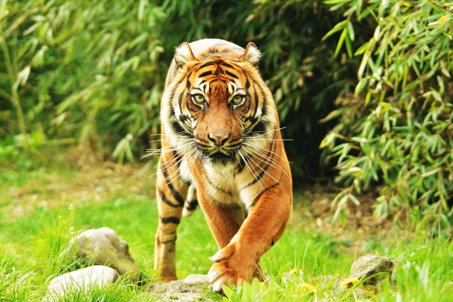 Download Animal Tiger HD Wallpaper