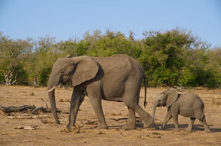 A baby African bush elephant walking beside an adult in a natural savanna landscape, captured in 4K Ultra HD quality.