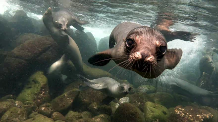  Sea Lion Underwater
