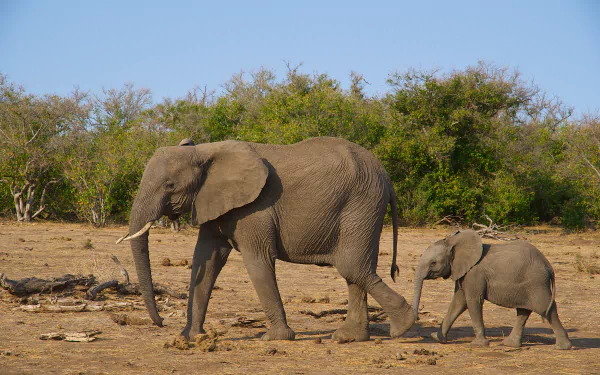 A baby African bush elephant walking beside an adult in a natural savanna landscape, captured in 4K Ultra HD quality.