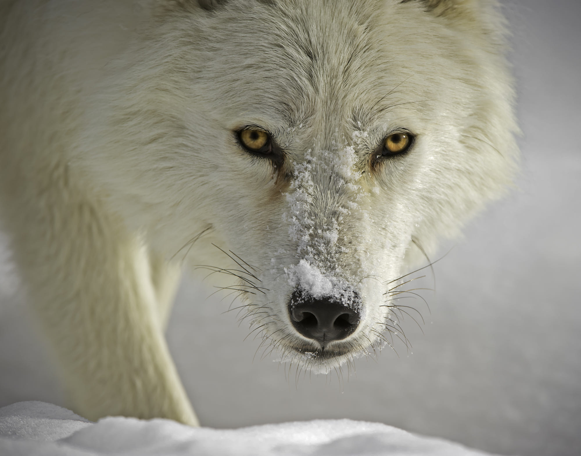 White Wolf in the Snow by Daniel Parent