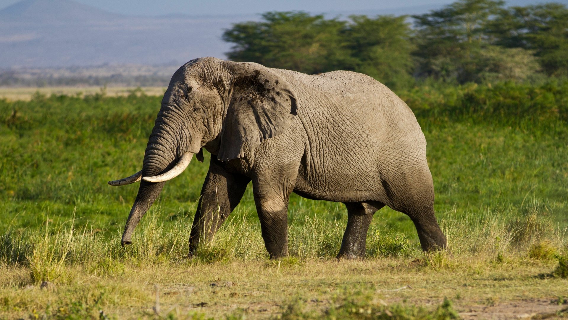 Animal African bush elephant 4k Ultra HD Wallpaper