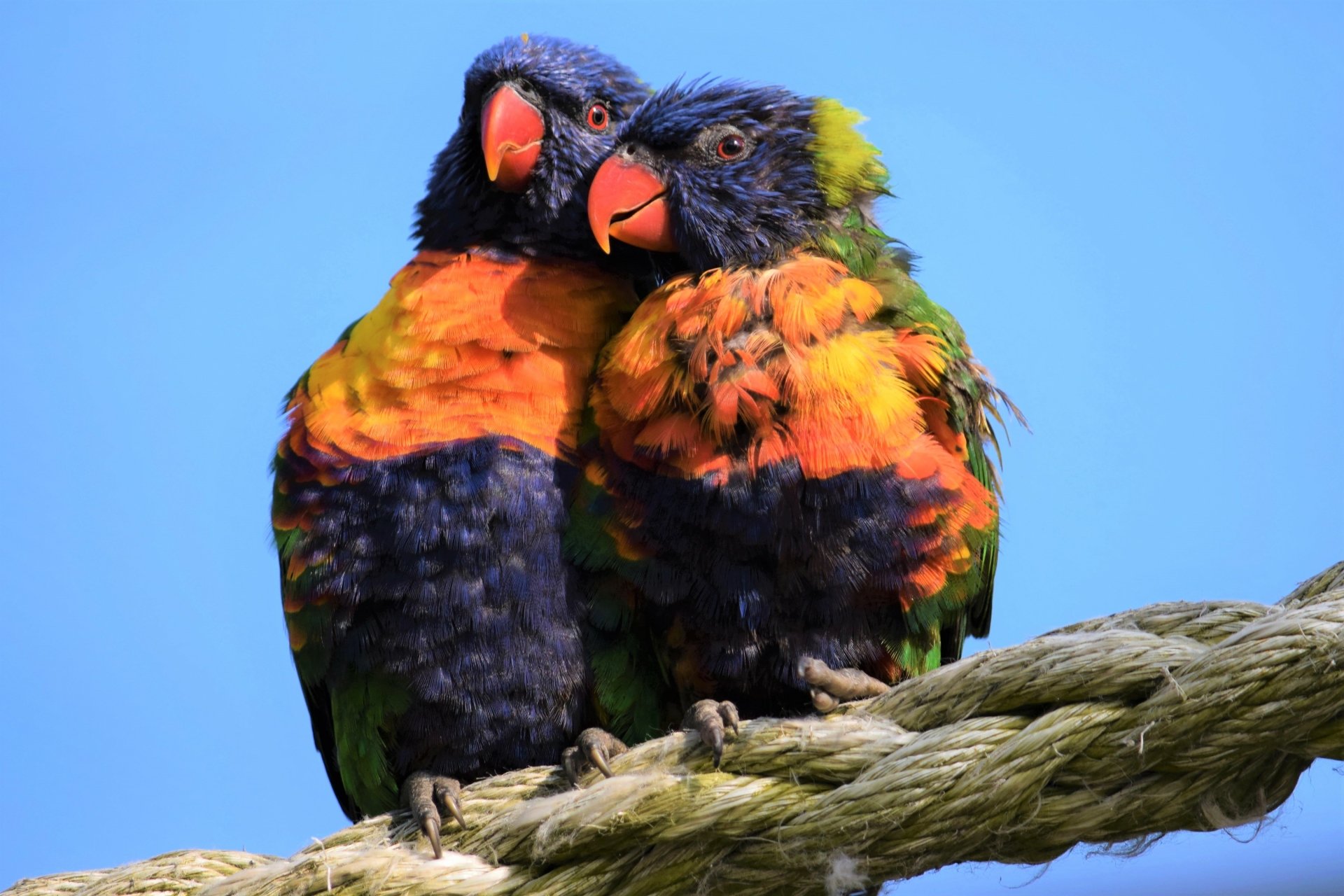 Two vibrant rainbow lorikeet parrots perched closely together on a rope against a clear blue sky, captured in HD for a desktop wallpaper background.