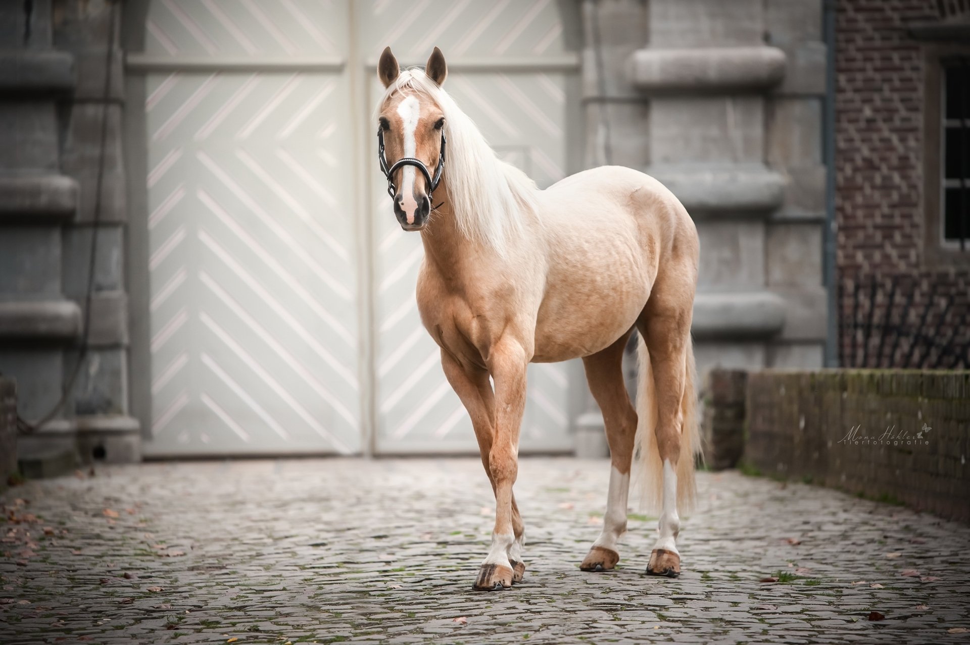 HD desktop wallpaper featuring a light-colored horse standing on a cobblestone pathway in front of a historic stone building.