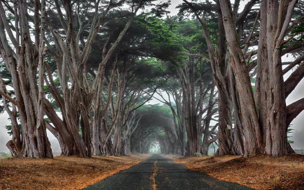 HD PC desktop wallpaper showing a man-made road flanked by towering cypress trees forming a misty, tree-lined tunnel.