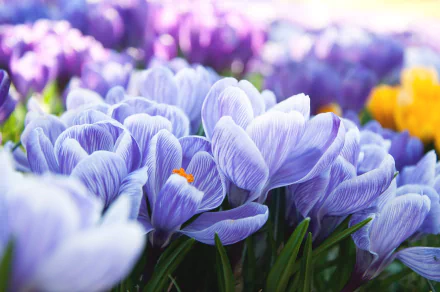 Close-up HD desktop wallpaper of vibrant blue crocus flowers blooming in spring, showcasing nature's delicate beauty with hints of purple and yellow blossoms in the background.