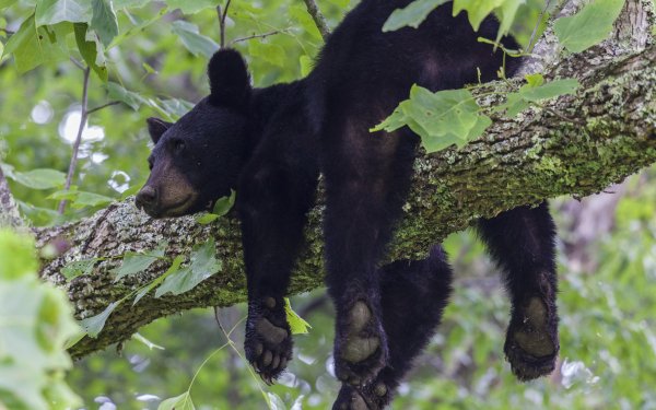 Animal Bear Bears Resting HD Wallpaper | Background Image