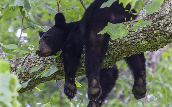 A black bear resting sprawled across a tree branch amidst green foliage, captured in HD for a PC desktop wallpaper.