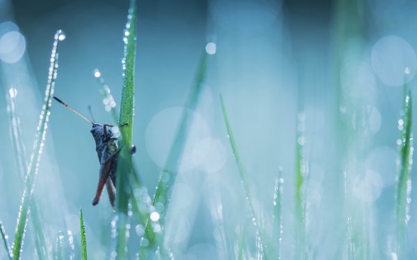 Animal Grasshopper Insect Macro Grass Water Drop Bokeh HD Wallpaper | Background Image