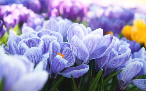 Close-up HD desktop wallpaper of vibrant blue crocus flowers blooming in spring, showcasing nature's delicate beauty with hints of purple and yellow blossoms in the background.