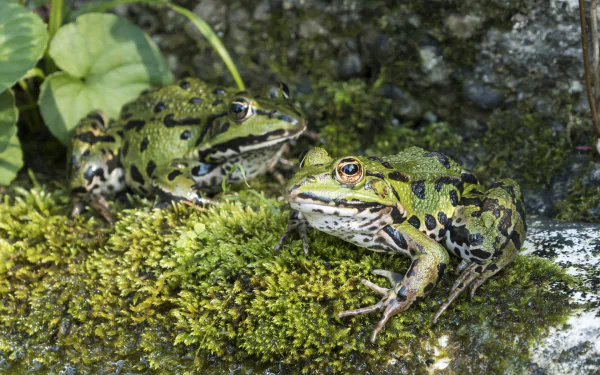 Two green frogs resting on moss-covered ground surrounded by natural foliage, captured in high-definition as an amphibian-themed PC desktop wallpaper.