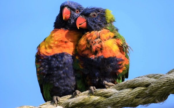 Animal Rainbow Lorikeet Birds Parrots Bird Parrot Wildlife HD Wallpaper | Background Image
