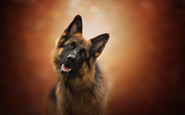 Animal German Shepherd Dogs Dog Muzzle HD Wallpaper | Background Image