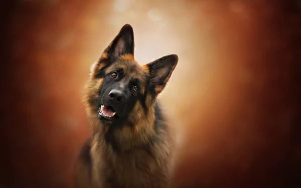 HD desktop wallpaper featuring a German Shepherd with a curious expression against a warm, blurred background.
