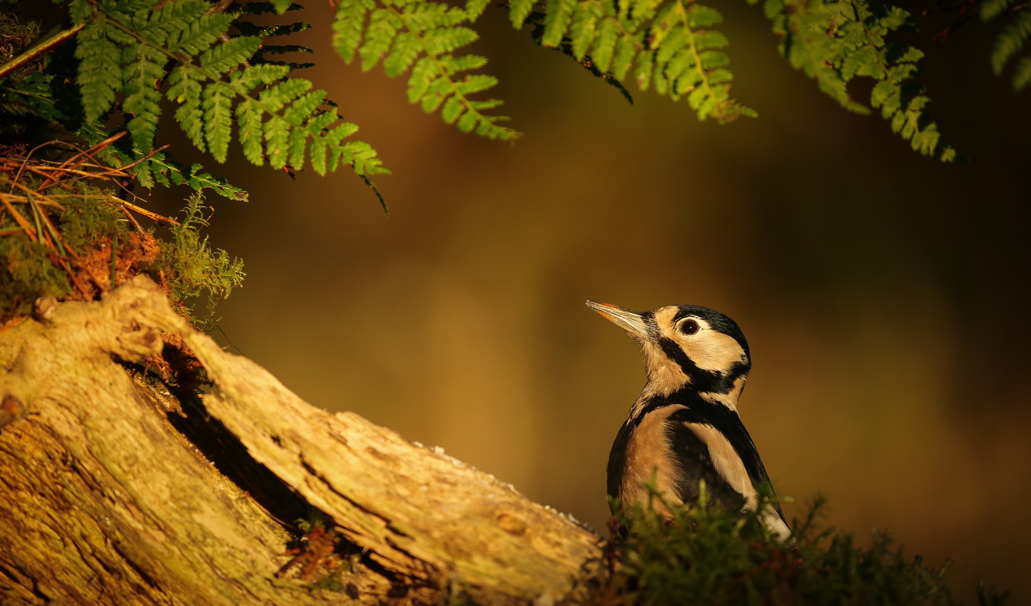 Animal Woodpecker HD Wallpaper | Background Image