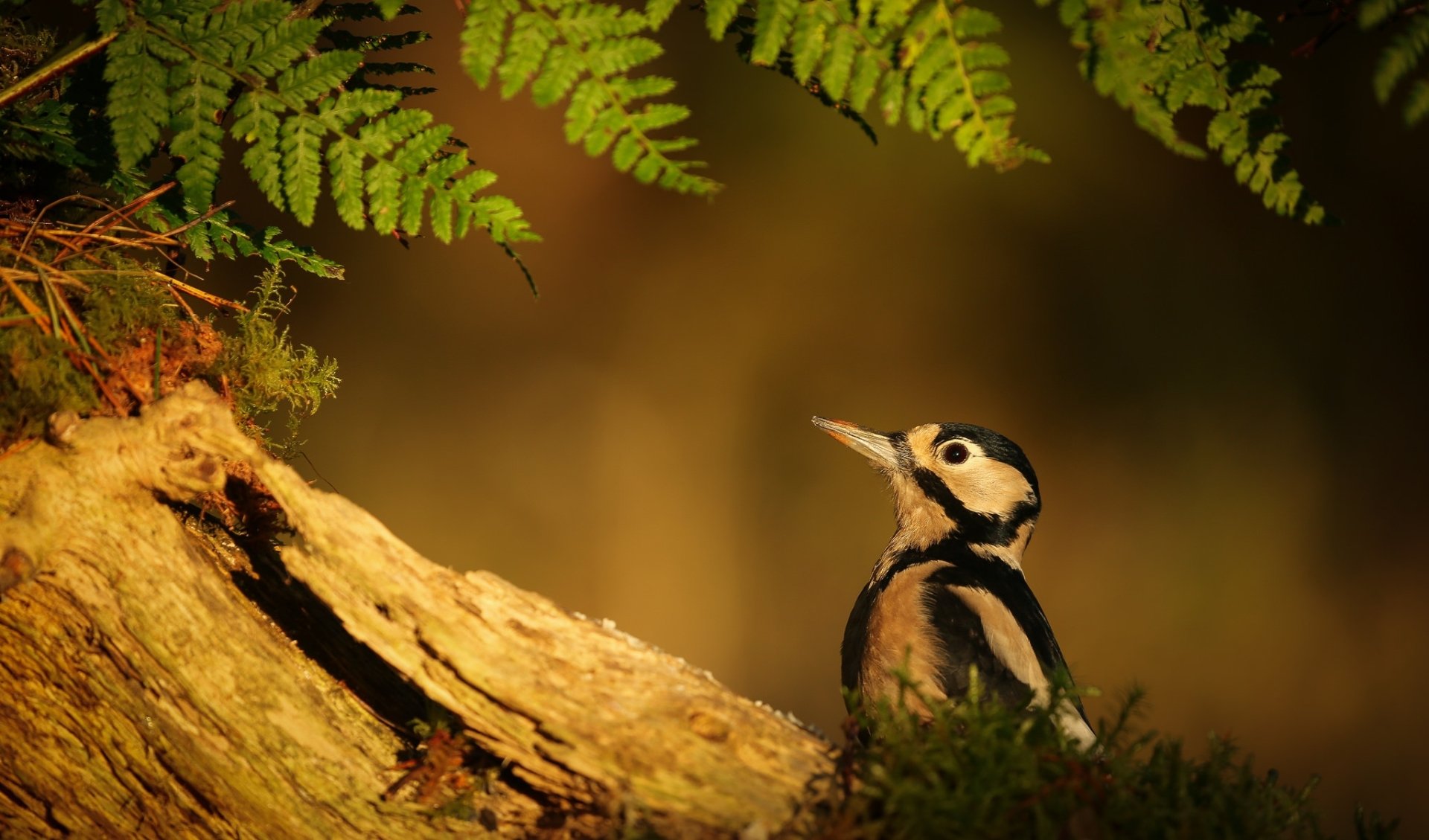 HD PC desktop wallpaper/background: a woodpecker animal perched on a mossy log beneath fern fronds, bathed in warm golden light.
