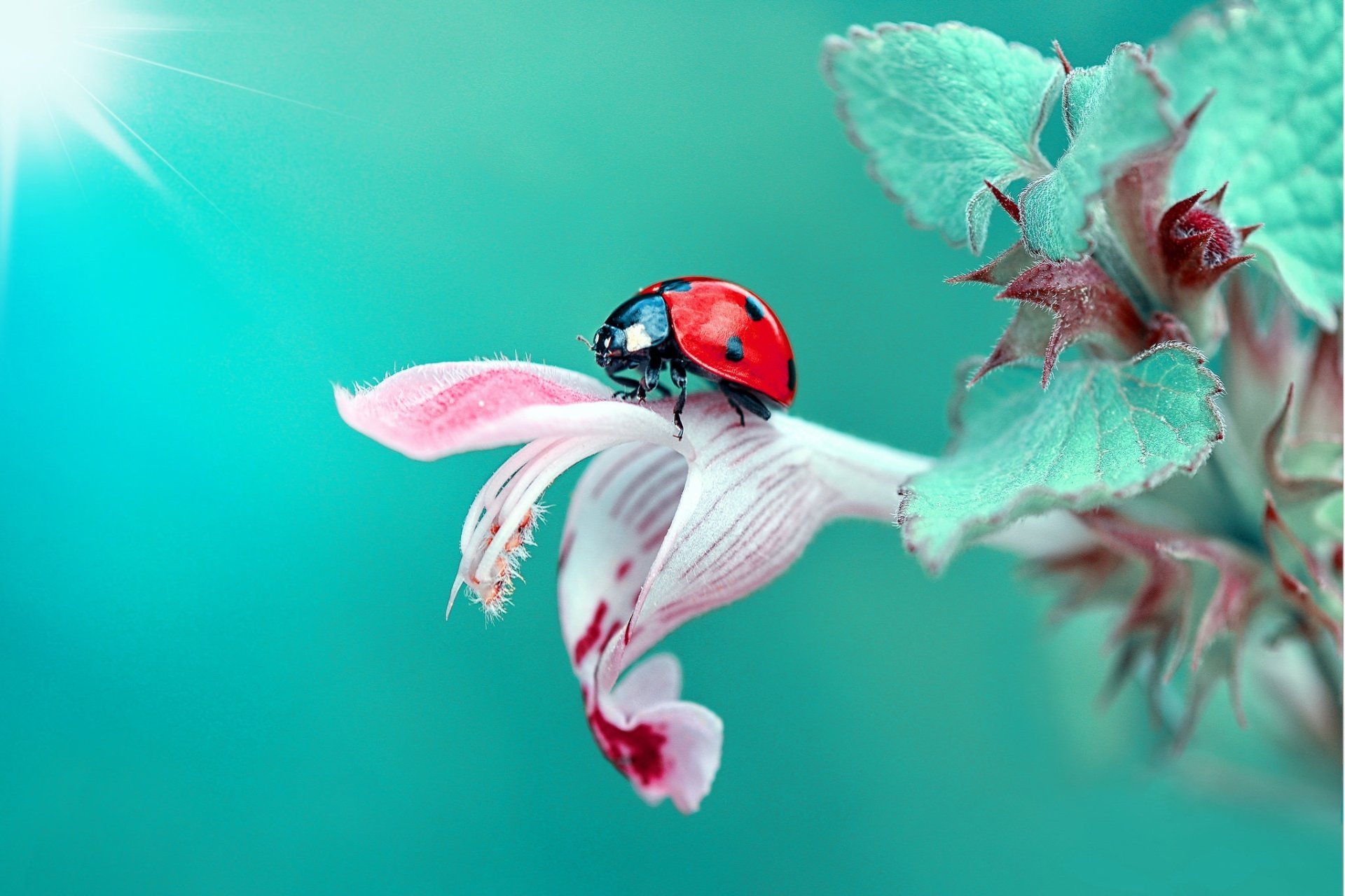 Download Teal Macro Insect Animal Ladybug HD Wallpaper