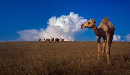 Animal camel HD Desktop Wallpaper | Background Image