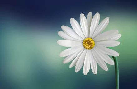 White daisy close-up on a soft green-blue bokeh — HD PC desktop wallpaper and nature background.