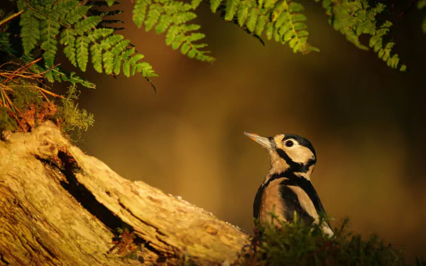 HD PC desktop wallpaper/background: a woodpecker animal perched on a mossy log beneath fern fronds, bathed in warm golden light.