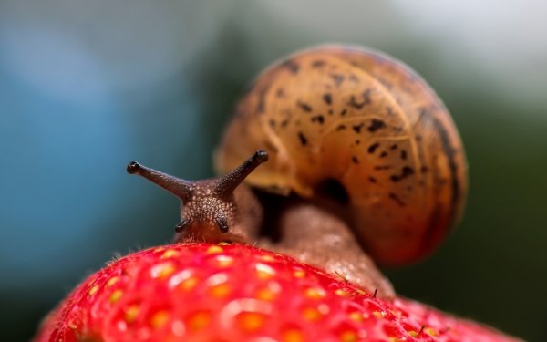 Animal Snail Macro HD Wallpaper | Background Image