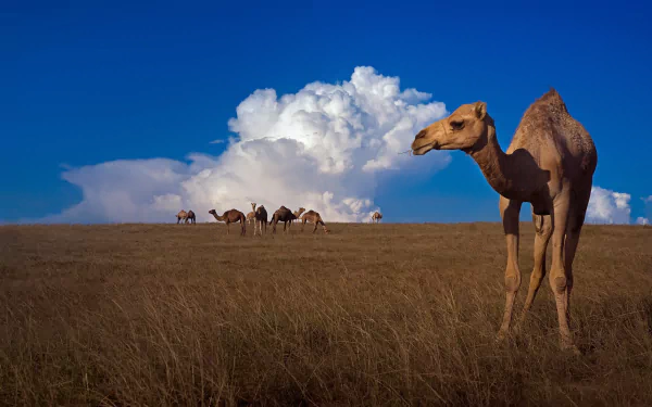 HD PC desktop wallpaper featuring a camel in the foreground with a herd of camels on an open plain under a blue sky with white clouds.