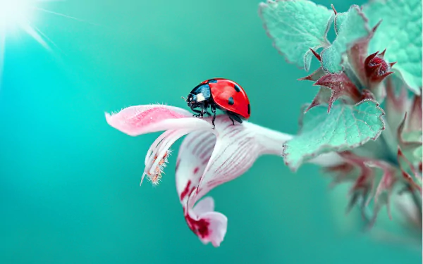 teal macro insect Animal ladybug HD Desktop Wallpaper | Background Image