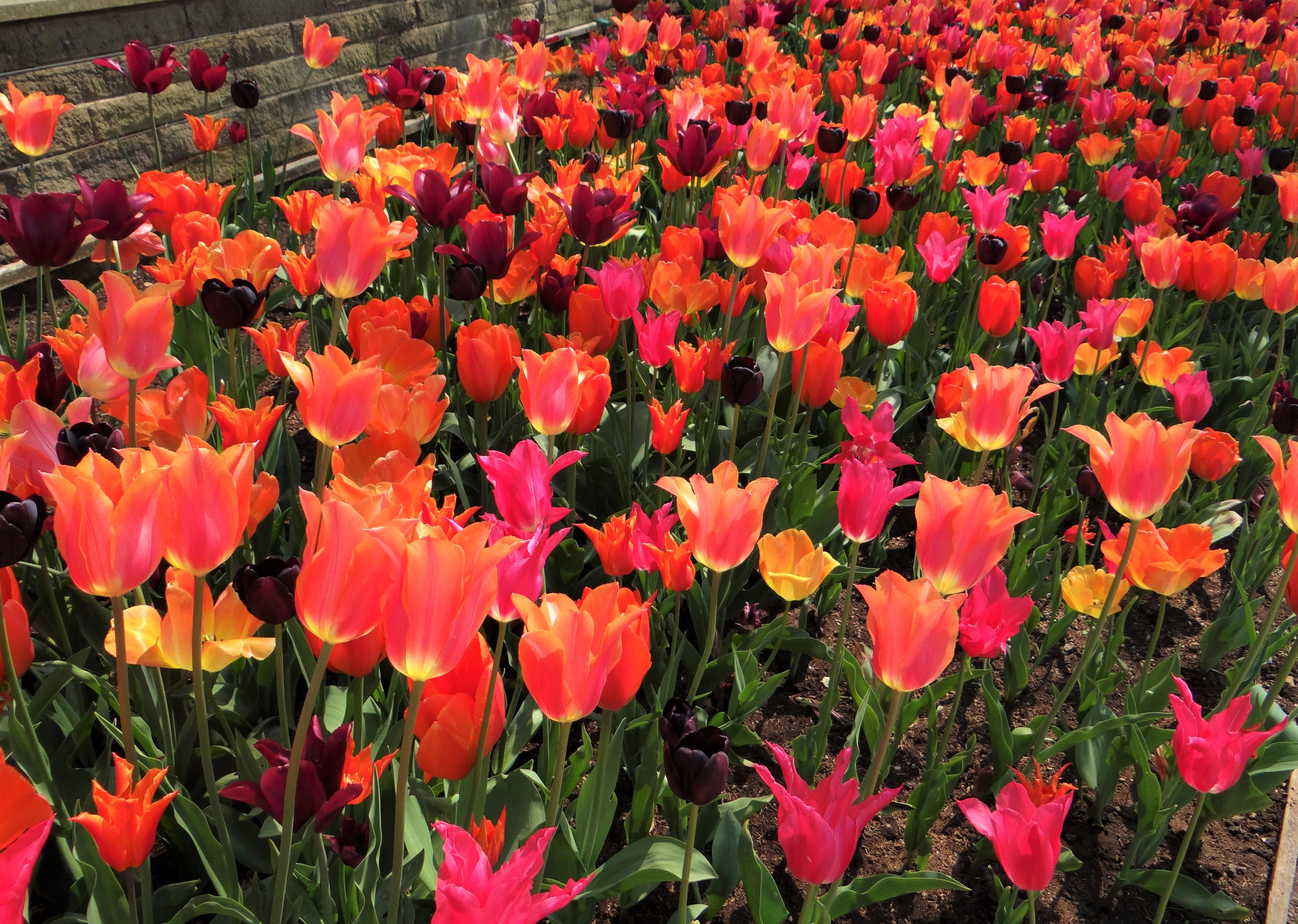 Colorful Tulips