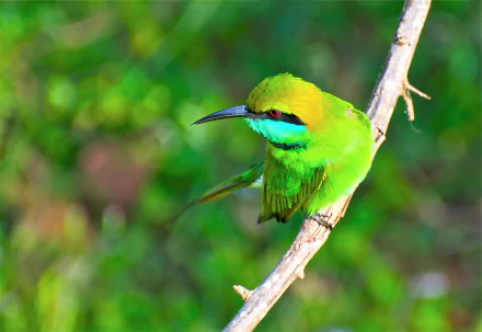 HD desktop wallpaper featuring a vibrant green bee-eater bird perched on a branch against a blurred natural background.