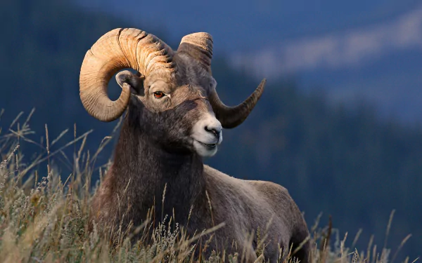 HD desktop wallpaper featuring a close-up of a majestic bighorn sheep with large curved horns in its natural habitat.