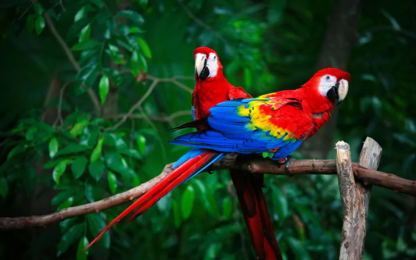 Two vibrant scarlet macaws perched on a branch amidst lush green foliage, captured in high-definition as a striking animal-themed desktop wallpaper.