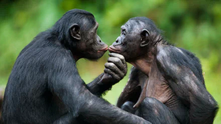 HD PC desktop wallpaper showing two bonobo apes (Animal) touching and gazing at each other against soft green jungle foliage.