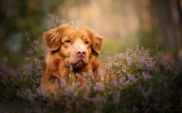 A Nova Scotia Duck Tolling Retriever sits amidst lavender flowers with a soft depth of field in a high-definition desktop wallpaper background.
