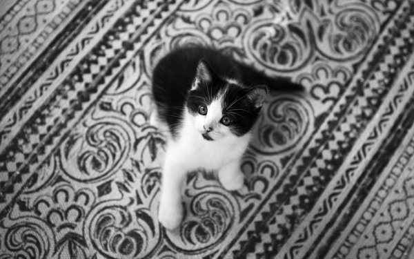 Animal Cat Cats Monochrome Black & White Kitten Baby Animal HD Wallpaper | Background Image