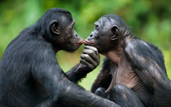  Bonobo Apes