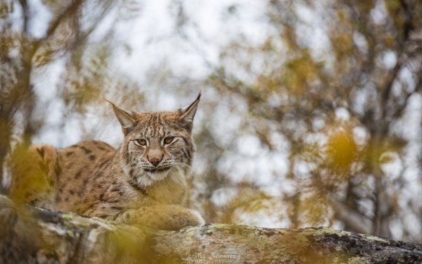 Animal Lynx Cats Depth Of Field HD Wallpaper | Background Image