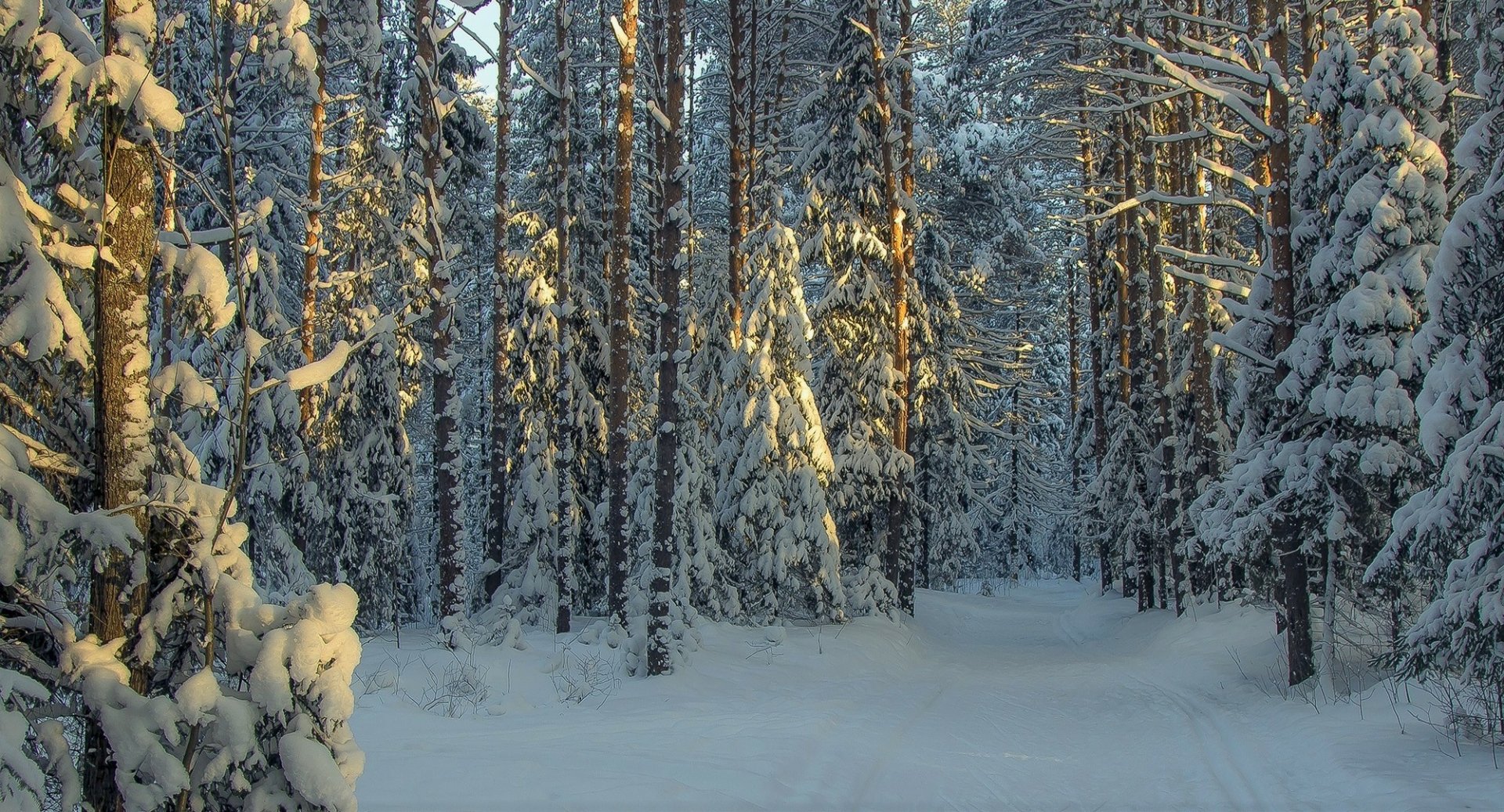 Download Forest Snow Nature Winter HD Wallpaper