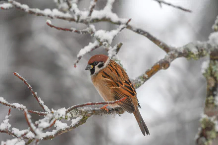 A sparrow perched on a snow-covered branch in a winter landscape, captured in high definition, making a serene and picturesque desktop wallpaper and background.