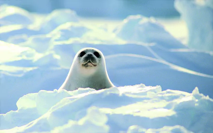 HD desktop wallpaper featuring a cute harp seal peeking above snowy ice, set against a serene Arctic backdrop on Earth.