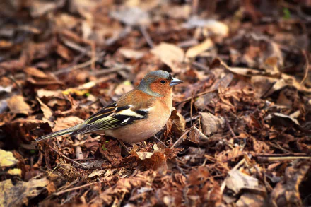 HD desktop wallpaper featuring a finch amidst fall leaves, highlighting the bird's vibrant plumage against the earthy autumn background.