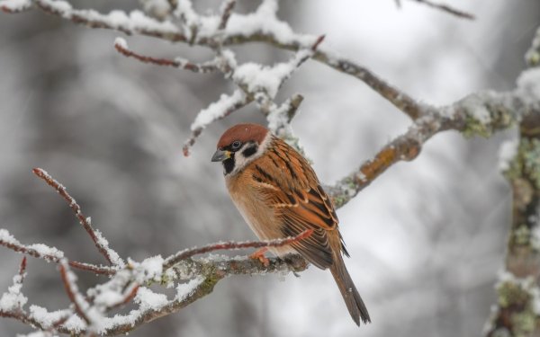 Animal Sparrow Birds Passerines Bird Wildlife Winter HD Wallpaper | Background Image