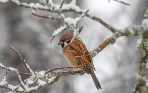 A sparrow perched on a snow-covered branch in a winter landscape, captured in high definition, making a serene and picturesque desktop wallpaper and background.