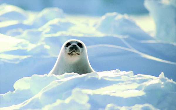 HD desktop wallpaper featuring a cute harp seal peeking above snowy ice, set against a serene Arctic backdrop on Earth.