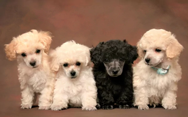 A 4K Ultra HD desktop wallpaper featuring four adorable baby poodle puppies in white and black against a brown background.