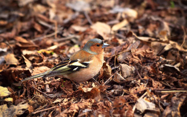 HD desktop wallpaper featuring a finch amidst fall leaves, highlighting the bird's vibrant plumage against the earthy autumn background.