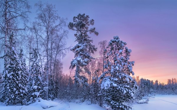 Nature Winter Forest Snow Sky Sunset HD Wallpaper | Background Image
