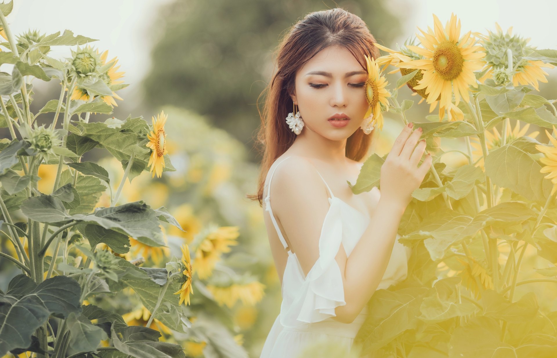 Download Yellow Flower Flower Sunflower Depth Of Field Summer Brunette ...