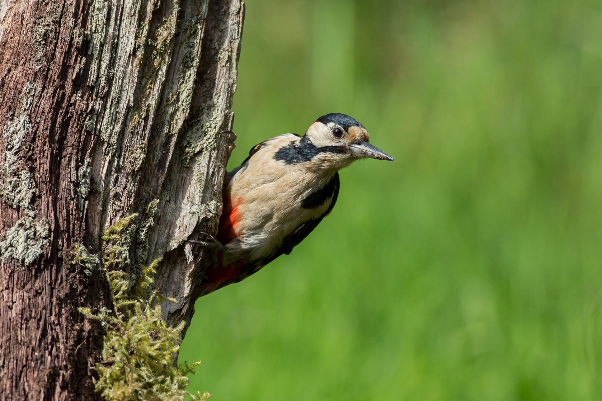 HD PC desktop wallpaper showing a woodpecker clinging to a tree trunk with a blurred green background, highlighting this striking bird and natural scene.