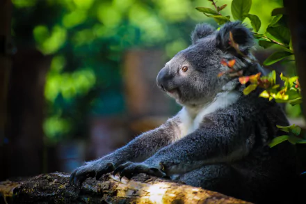 HD desktop wallpaper featuring a koala in sharp focus with a blurred natural background, highlighting depth of field and the animal's calm pose.