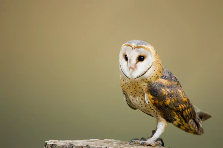 HD desktop wallpaper featuring a barn owl perched against a soft, neutral background, highlighting the detailed feathers and distinct facial features of this animal.